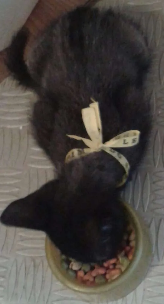 Gato ra a SRD idade 1 ano nome Dandara e Gris