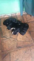 Chitara e xerife