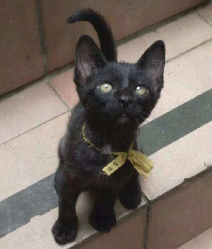 Gato ra a SRD idade 1 ano nome Dandara e Gris