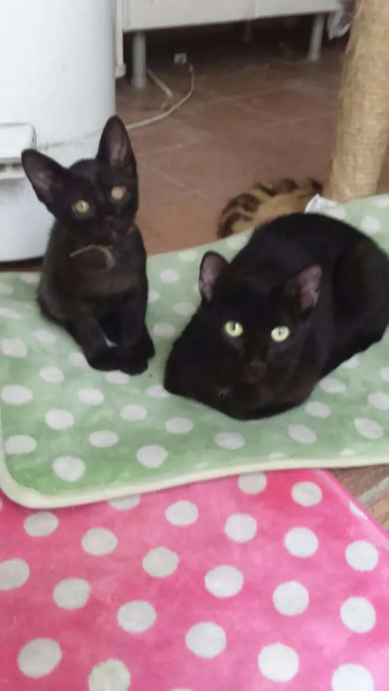 Gato ra a SRD idade 1 ano nome Dandara e Gris