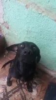 Chitara e xerife