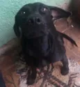 Chitara e xerife 