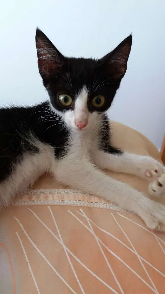 Gato raça Não identificada idade Abaixo de 2 meses nome Sem nome