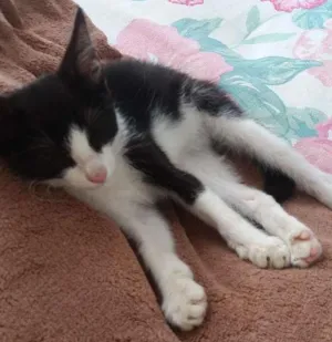 Gato raça Não identificada idade Abaixo de 2 meses nome Sem nome