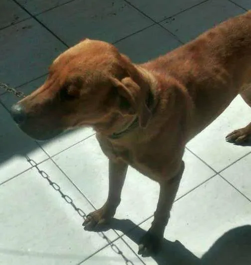 Cachorro ra a SRD idade 2 anos nome Ben