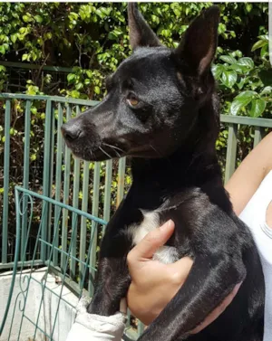 Cachorro raça Vira lata idade 1 ano nome lost