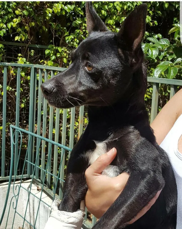Cachorro ra a Vira lata idade 1 ano nome lost