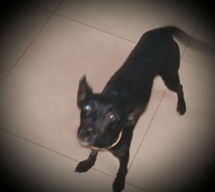 Cachorro ra a Vira lata idade 1 ano nome lost