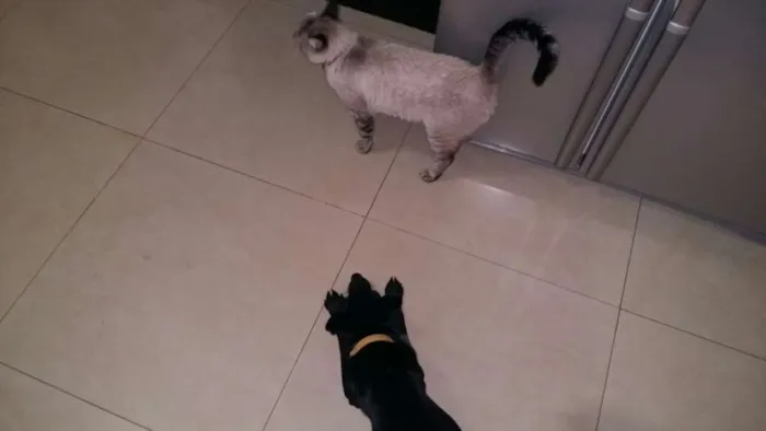 Cachorro ra a Vira lata idade 1 ano nome lost