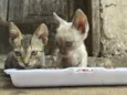 Gato