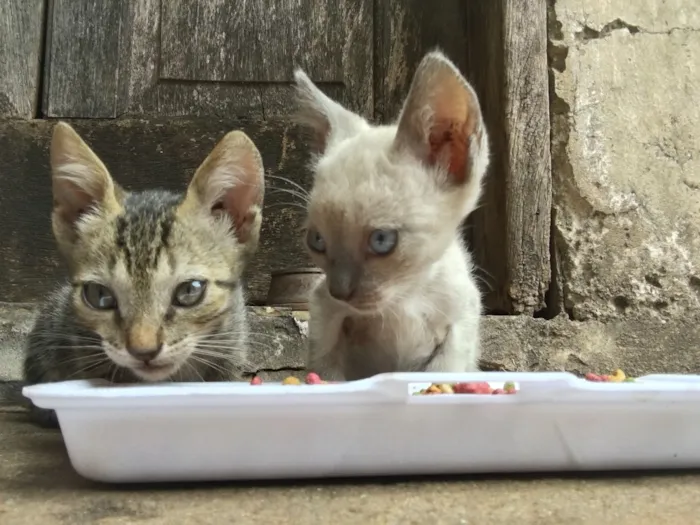 Gato ra a Gato idade 2 a 6 meses nome Gato
