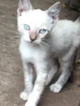 Gato