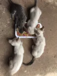 Gato