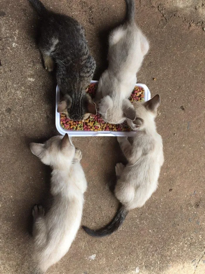 Gato ra a Gato idade 2 a 6 meses nome Gato