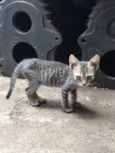 Gato