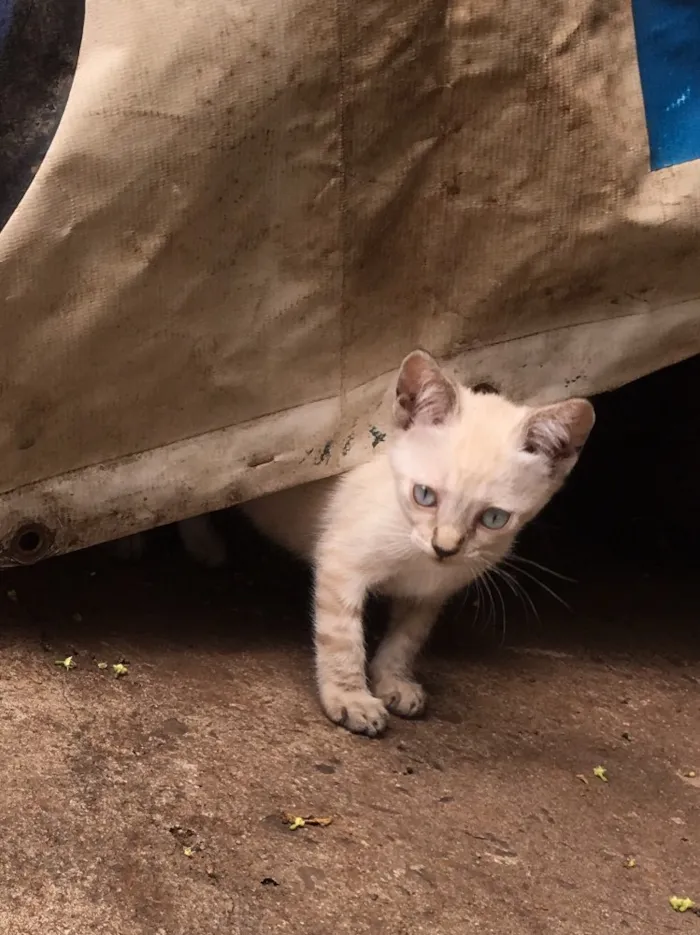 Gato ra a Gato idade 2 a 6 meses nome Gato
