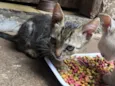 Gato