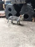 Gato