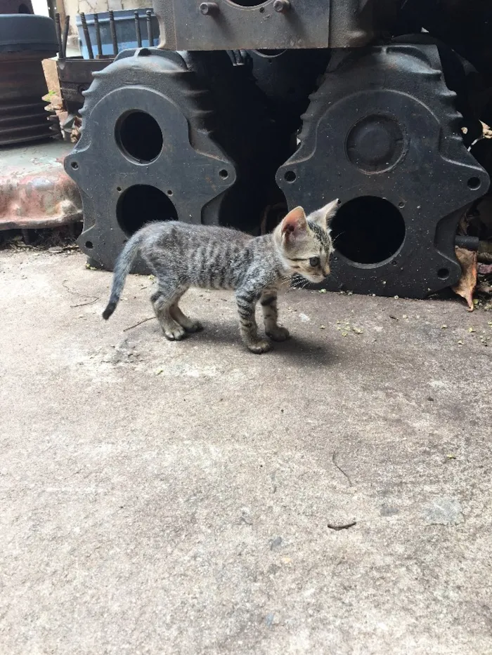 Gato ra a Gato idade 2 a 6 meses nome Gato