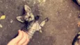 Gato