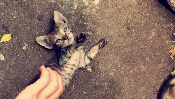 Gato ra a Gato idade 2 a 6 meses nome Gato