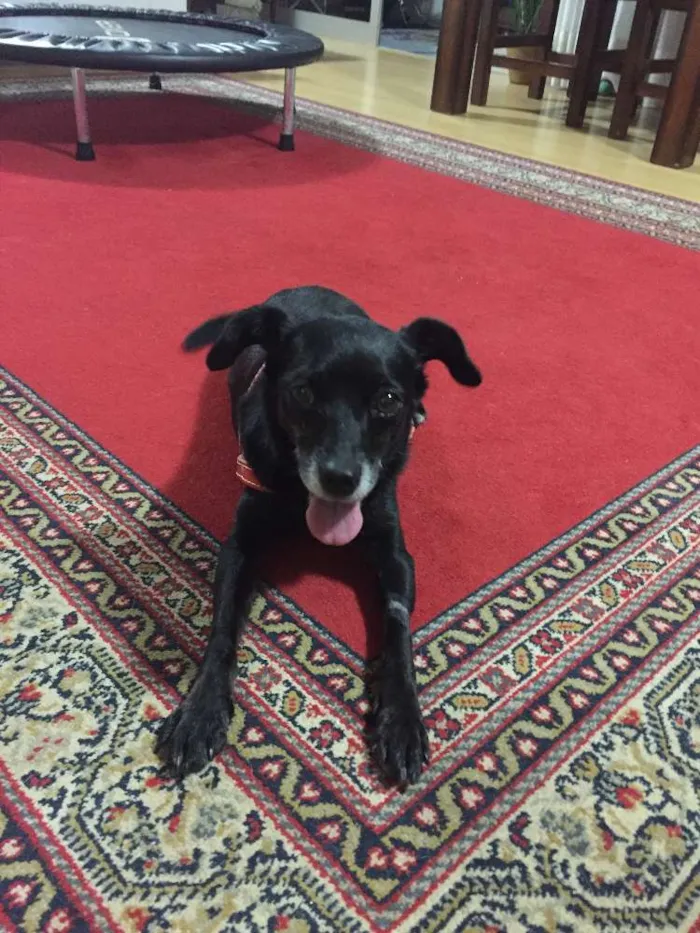 Cachorro ra a vira-lata idade 6 ou mais anos nome Lucky