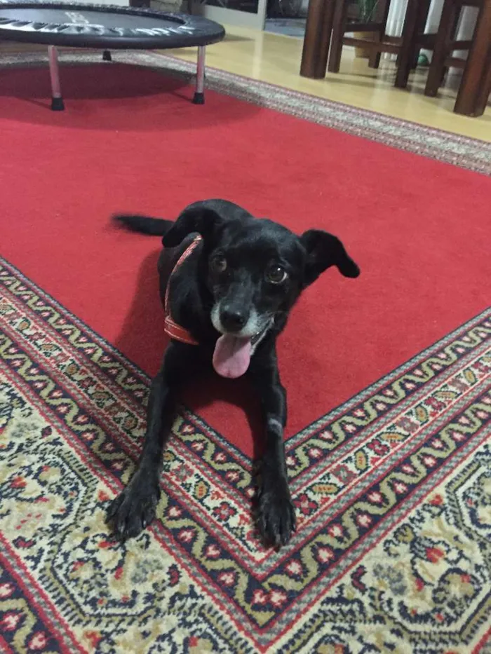 Cachorro ra a vira-lata idade 6 ou mais anos nome Lucky