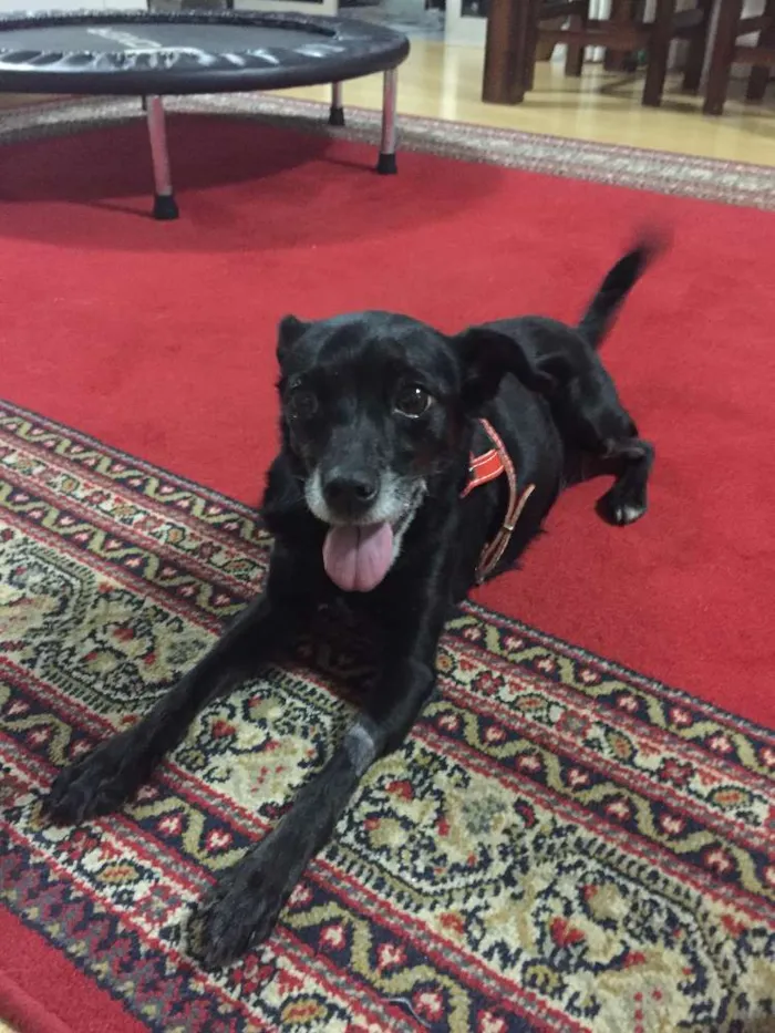 Cachorro ra a vira-lata idade 6 ou mais anos nome Lucky