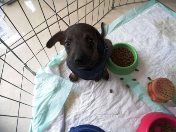 Cachorro ra a SRD idade 2 a 6 meses nome Filé