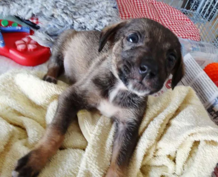 Cachorro ra a SRD idade 2 a 6 meses nome Filé