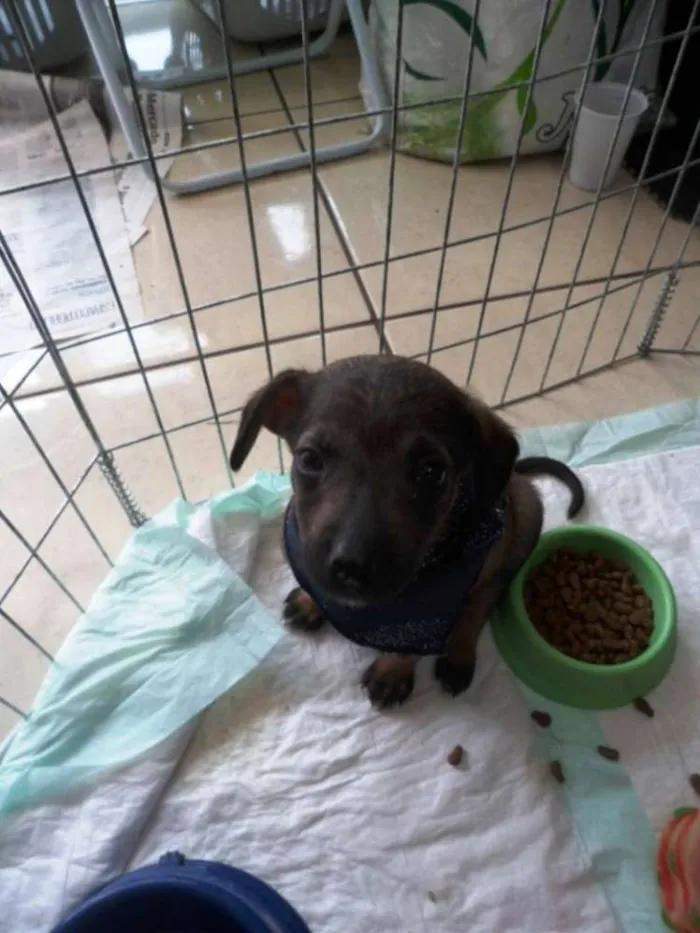 Cachorro ra a SRD idade 2 a 6 meses nome Filé