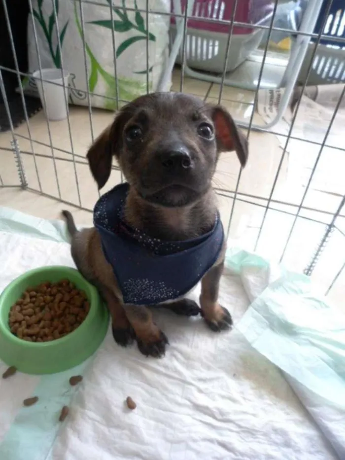 Cachorro ra a SRD idade 2 a 6 meses nome Filé
