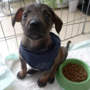 Cachorro raça SRD idade 2 a 6 meses nome Filé