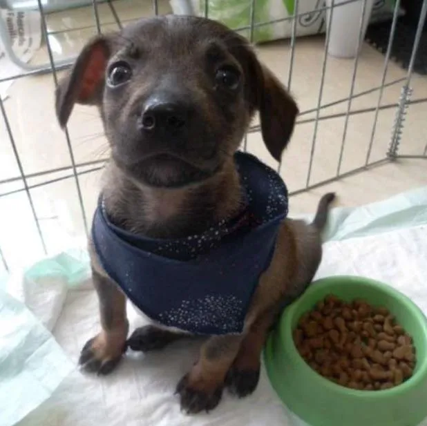 Cachorro ra a SRD idade 2 a 6 meses nome Filé