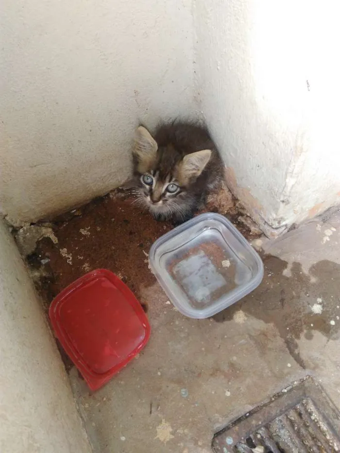 Gato ra a Vira lata idade Abaixo de 2 meses nome Não tem