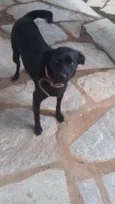 APOLLO