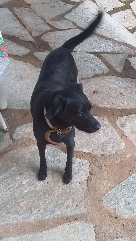Cachorro ra a VIRA LATA idade 3 anos nome APOLLO