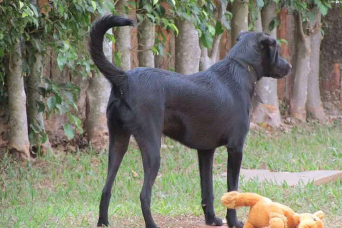 Cachorro ra a VIRA LATA idade 3 anos nome APOLLO