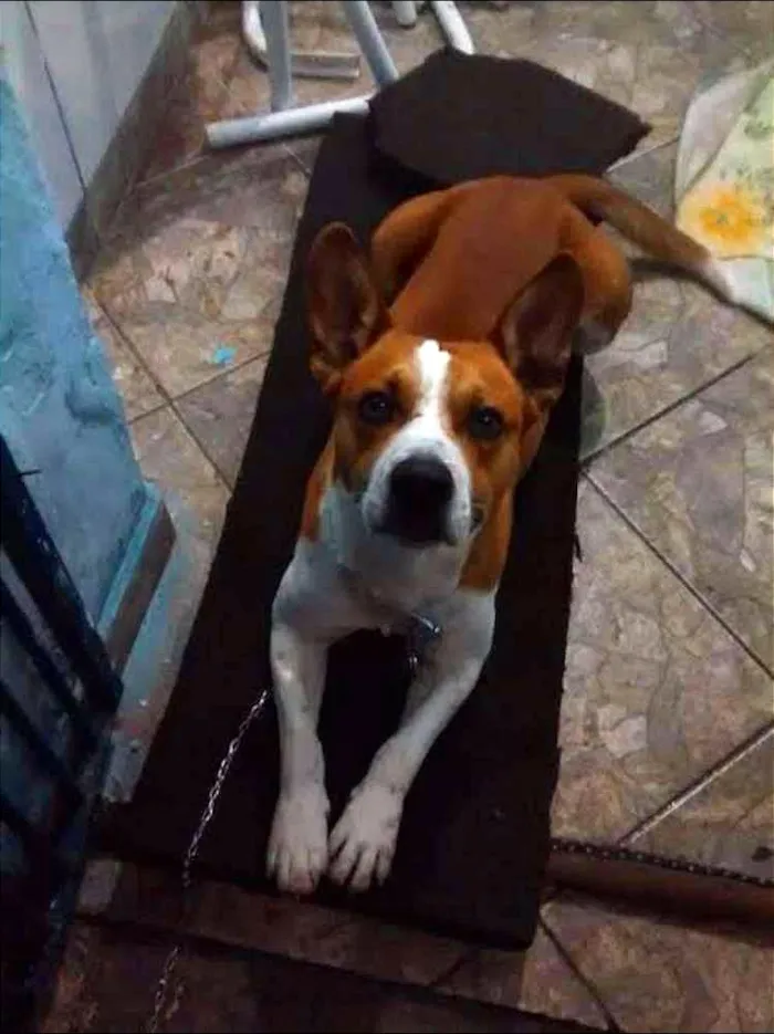Cachorro ra a Viralata (Pitbull com outra Raça) idade 4 anos nome Belenzinho