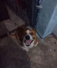 Belenzinho