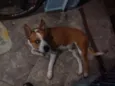 Belenzinho