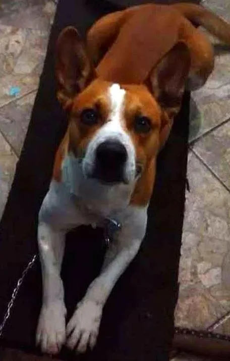 Cachorro ra a Viralata (Pitbull com outra Raça) idade 4 anos nome Belenzinho