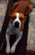 Belenzinho