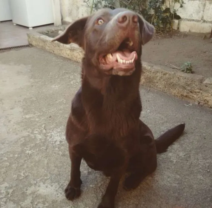 Cachorro ra a LABRADOR idade 4 anos nome FRED