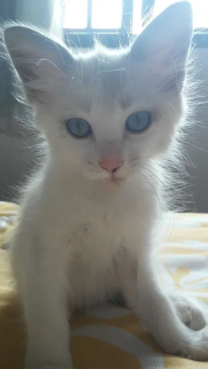 Gato raça (mestiço) idade Abaixo de 2 meses nome (sem nome)