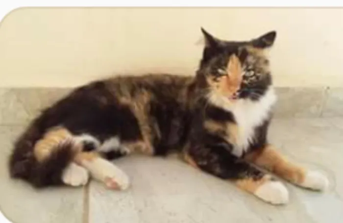 Gato raça  idade  nome Belinha,Zé Aldo,Adão
