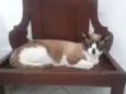 Belinha,Zé Aldo,Adão