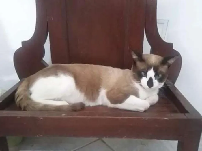 Gato raça  idade  nome Belinha,Zé Aldo,Adão