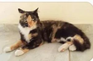 Gato raça  idade  nome Belinha,Zé Aldo