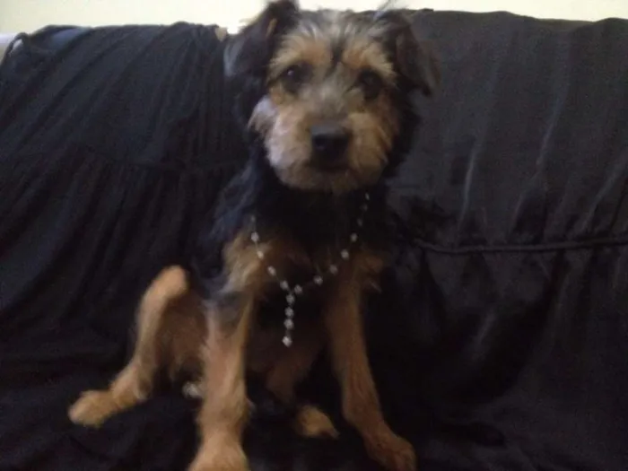Cachorro ra a Mix de York com pinscher idade 2 a 6 meses nome Lupita